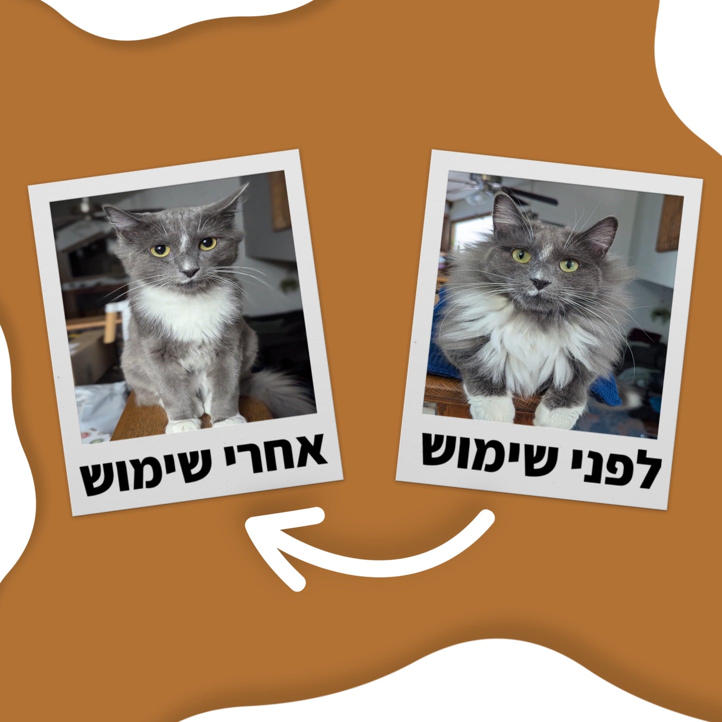 שואב הקט-קלין